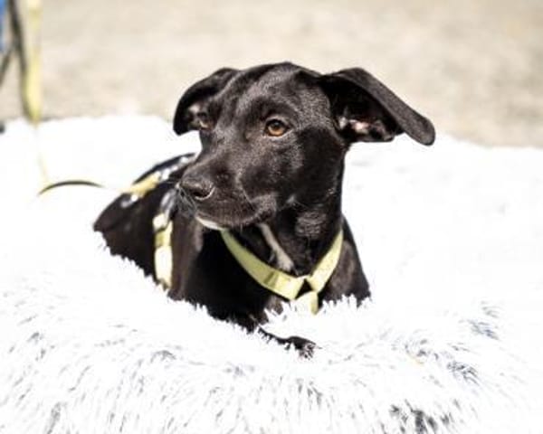 Mimba sucht sein Glück ...