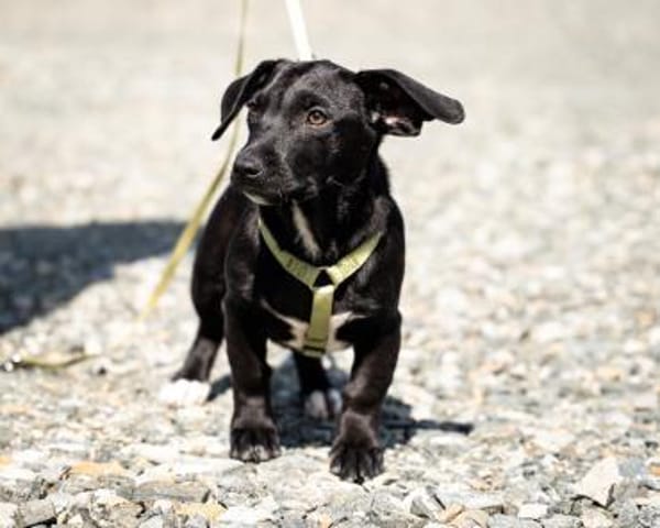 Mimba sucht sein Glück ...