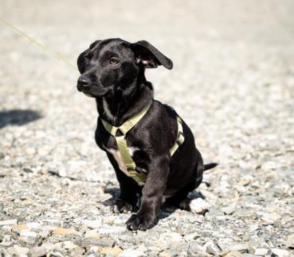 Mimba sucht sein Glück ...