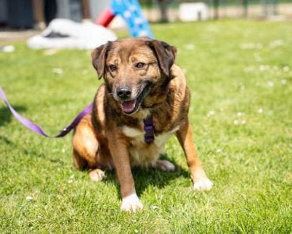 Taxina wünscht sich ein schönes Zuhause