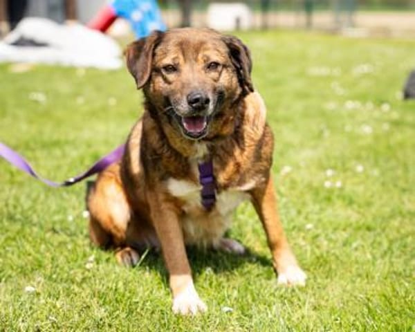 Taxina wünscht sich ein schönes Zuhause