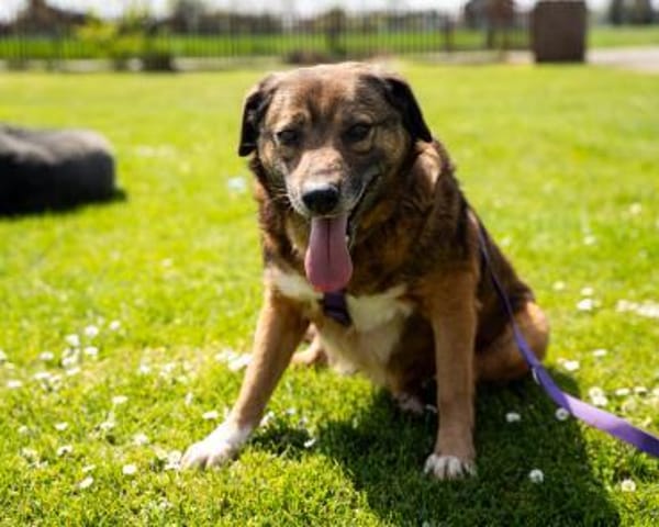 Taxina wünscht sich ein schönes Zuhause