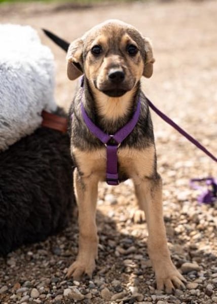 Galina sucht ihr Für-Immer-Zuhause!