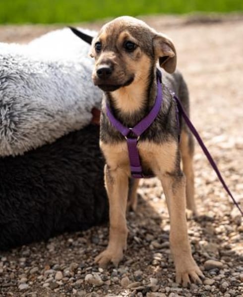 Galina sucht ihr Für-Immer-Zuhause!