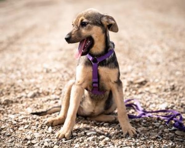 Galina sucht ihr Für-Immer-Zuhause!