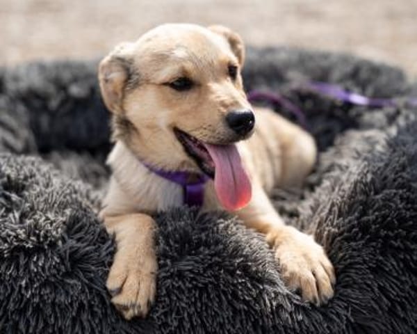 Wer schenkt Lisana ein zu Hause...