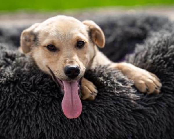 Wer schenkt Lisana ein zu Hause...