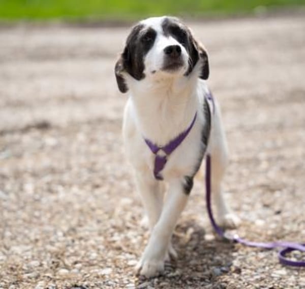 Lissa unsere kleine Schönheit