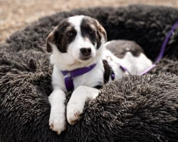 Lissa unsere kleine Schönheit