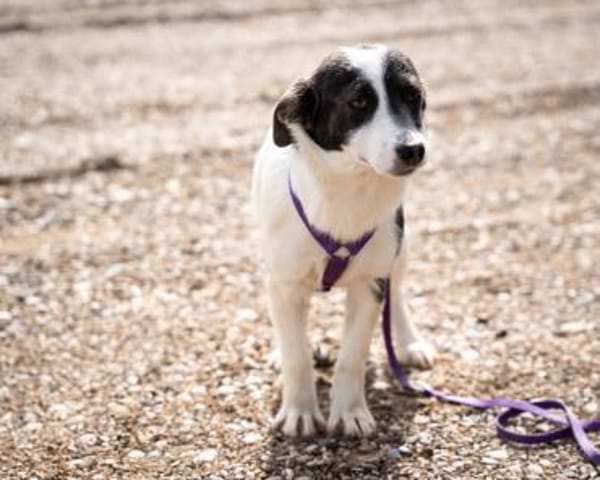 Lissa unsere kleine Schönheit