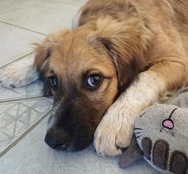 lieber, freundlicher Theo 🥰