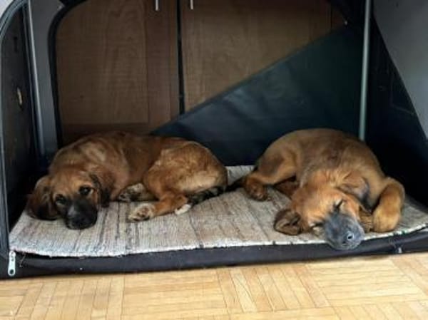 lieber, freundlicher Theo 🥰