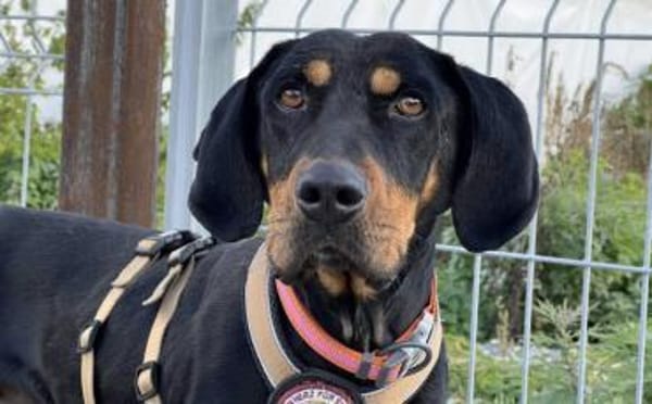 Wunderschöner Baki sucht dich