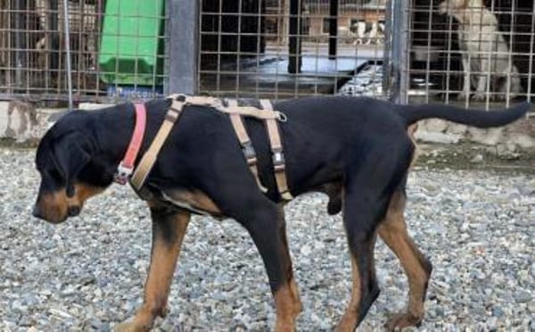 Wunderschöner Baki sucht dich