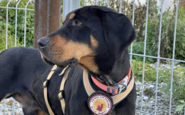 Wunderschöner Baki sucht dich