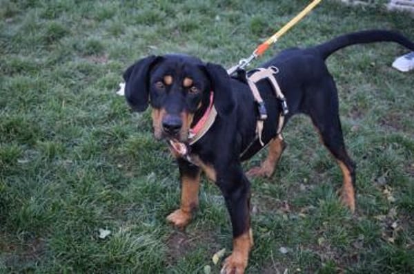 Wunderschöner Baki sucht dich