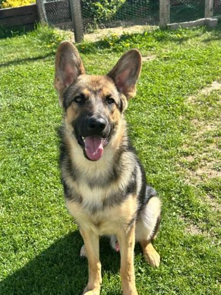 Ares  auf Teamsuche