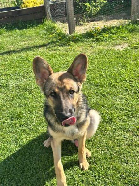Ares  auf Teamsuche