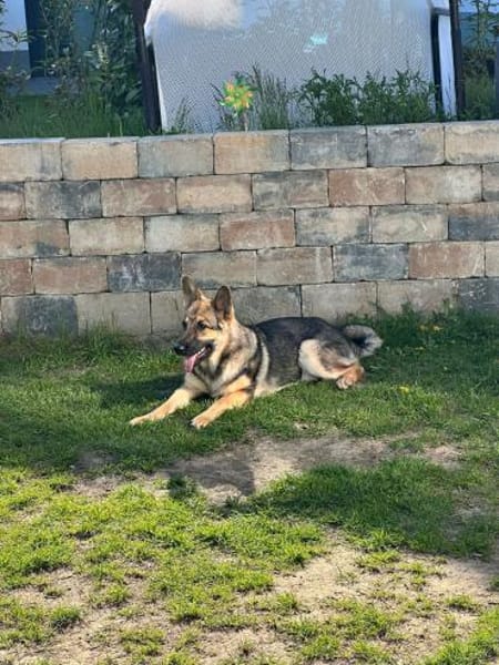 Ares  auf Teamsuche