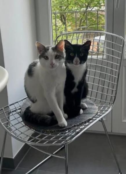 Robin & Zefir 2 kleine lustige Clowns