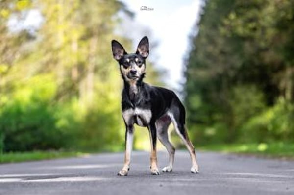 Maya sucht weltbestes Zuhause