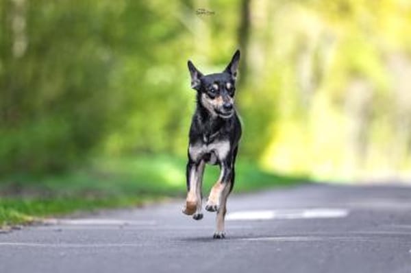 Maya sucht weltbestes Zuhause