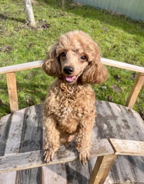 Ein Pudel zum verlieben