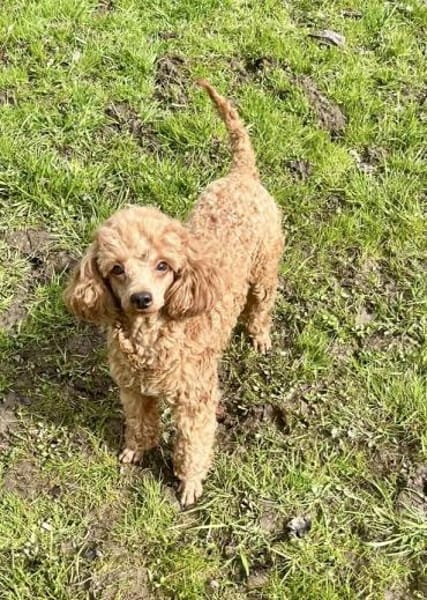 Ein Pudel zum verlieben