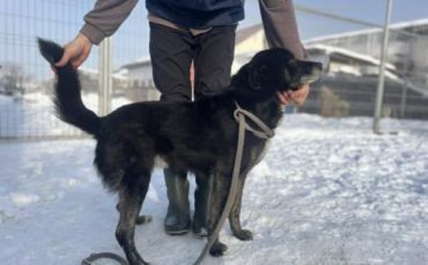 Schmusebacke Peer sucht sein Körbchen