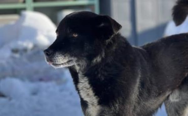 Schmusebacke Peer sucht sein Körbchen