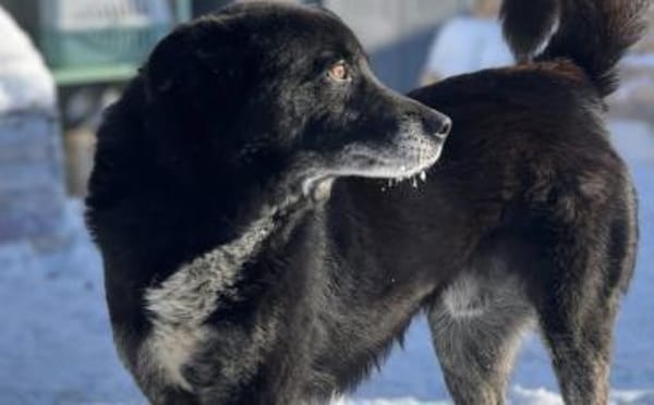 Schmusebacke Peer sucht sein Körbchen