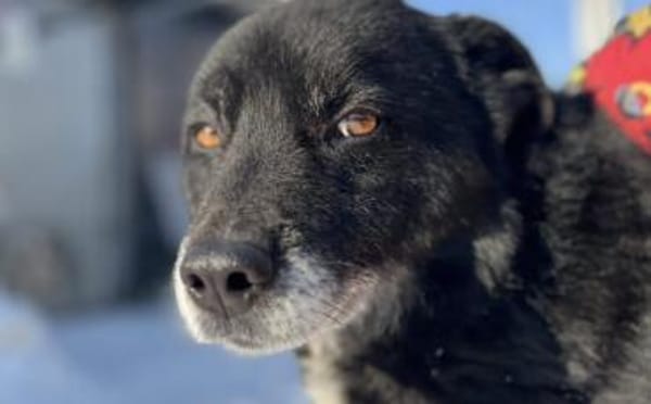 Schmusebacke Peer sucht sein Körbchen