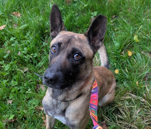 CLINTON [EN COUR D'ADOPTION]