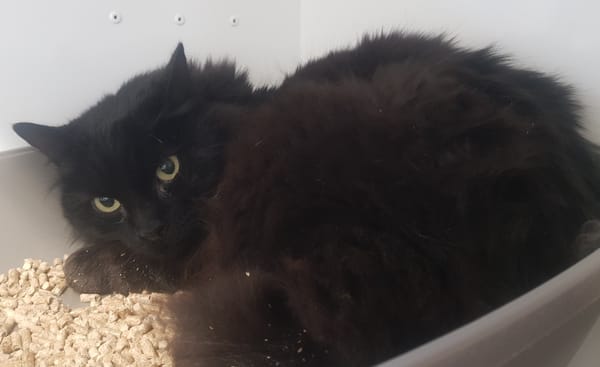 MIMI
