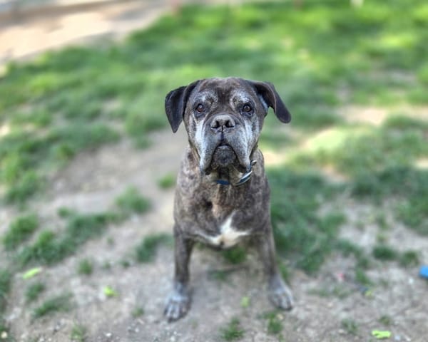 NITRO