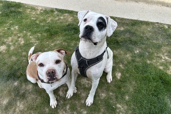 DIABOLO (adoption duo)