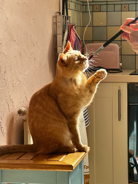 Corsica Sauvagnon 16