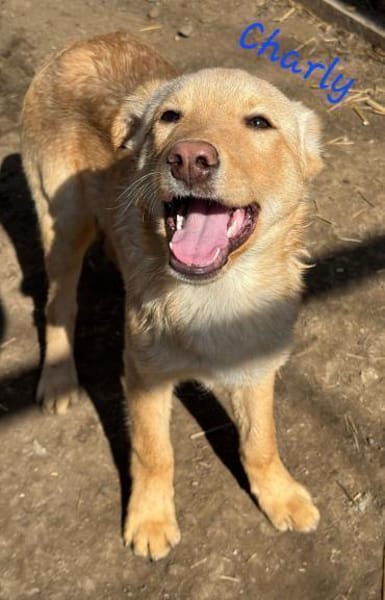 CHARLY wartet immer noch