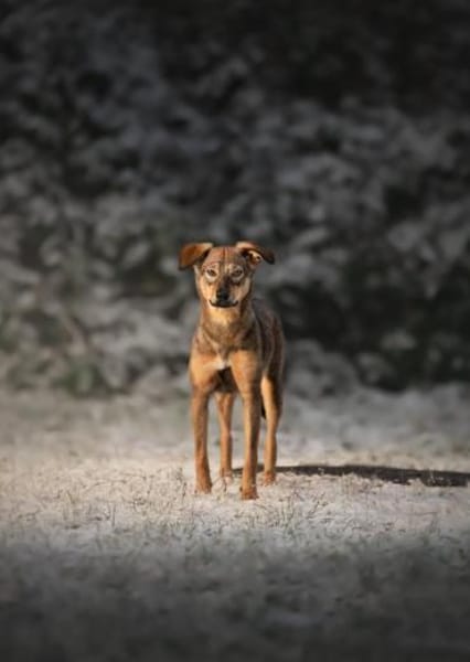 Kinushi möchte endlich richtig ankommen