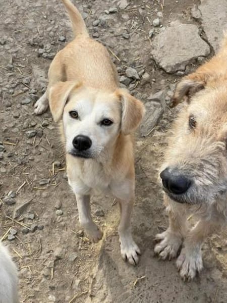 COSIMA - Scheue Schönheit sucht das Glüc