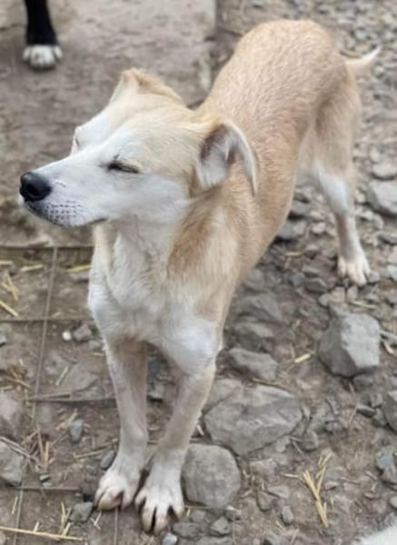 COSIMA - Scheue Schönheit sucht das Glüc