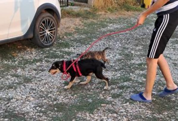 ROJA - wartet schon so lange...