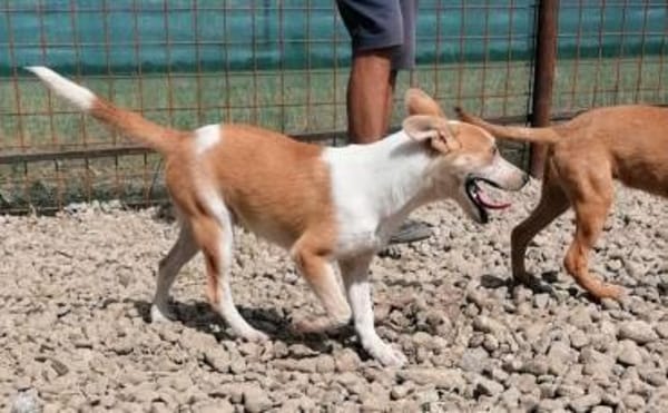 NICO - wird immer übersehen...