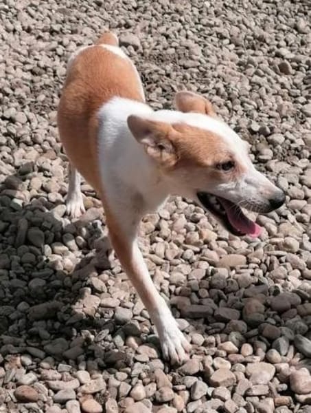 NICO - wird immer übersehen...