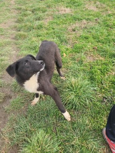 Fidelio - sucht seine( n) Menschen