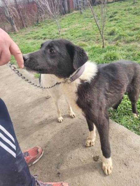 Fidelio - sucht seine( n) Menschen