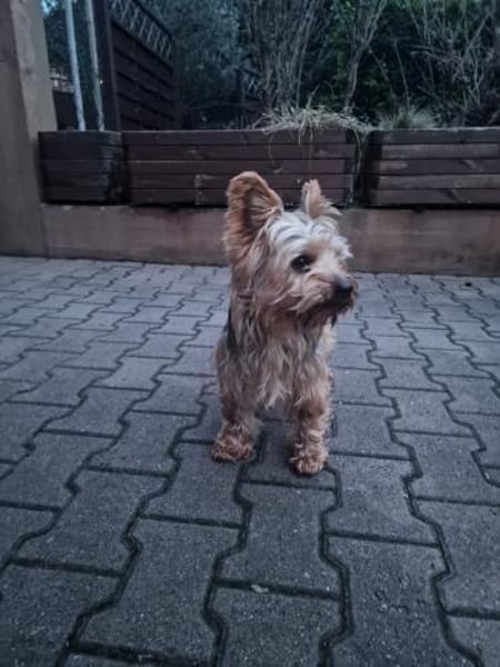 🚨 SOS  DRINGEND PFLEGESTELLE GESUCHT