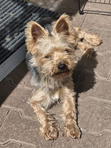 🚨 SOS  DRINGEND PFLEGESTELLE GESUCHT
