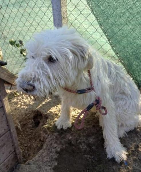 VICKY - Wuschel sucht Zuhause