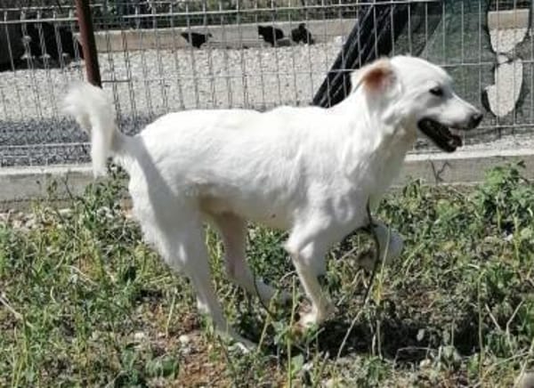 YUKI- sanfter Riese sucht seine Menschen